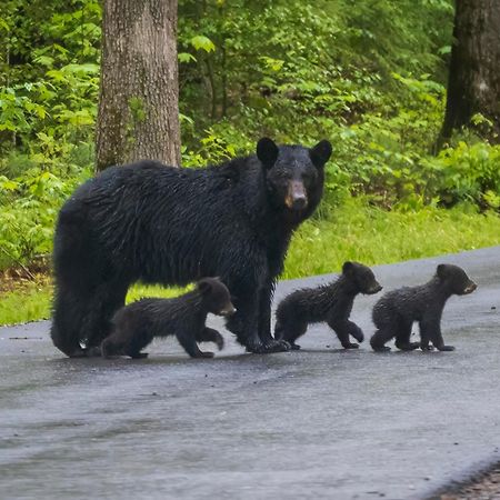 Leconte Mountain Lodge, Breathtaking Views, Hot 1089, Free Tickets Each Paid Day, Dollywood And Mor Sevierville Exterior photo